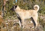 KANGAL 028